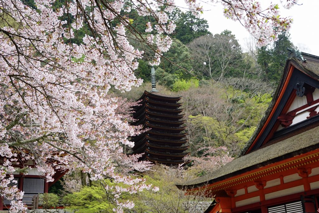 桜散る談山神社 Narapic 奈良の写真いろいろブログ