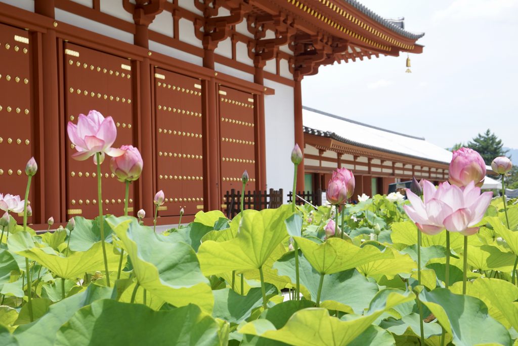 薬師寺の蓮 Narapic 奈良の写真いろいろブログ