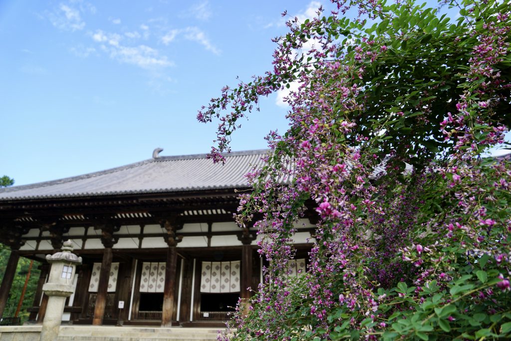 唐招提寺の萩の花 Narapic 奈良の写真いろいろブログ