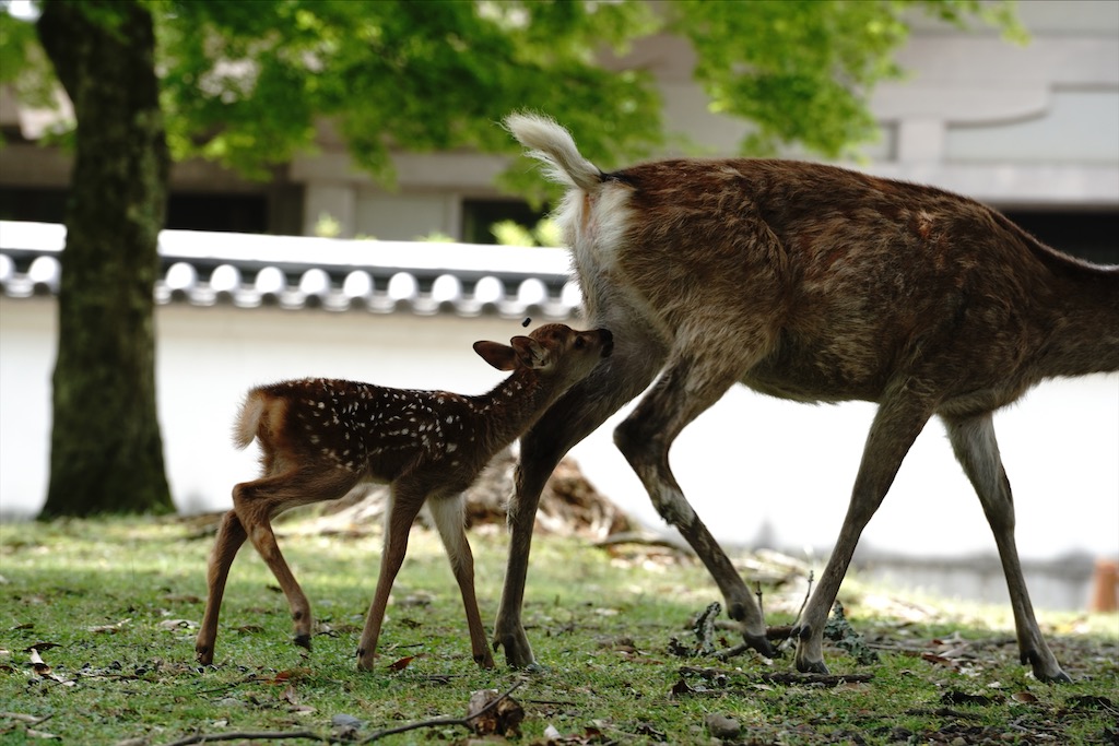 narapark