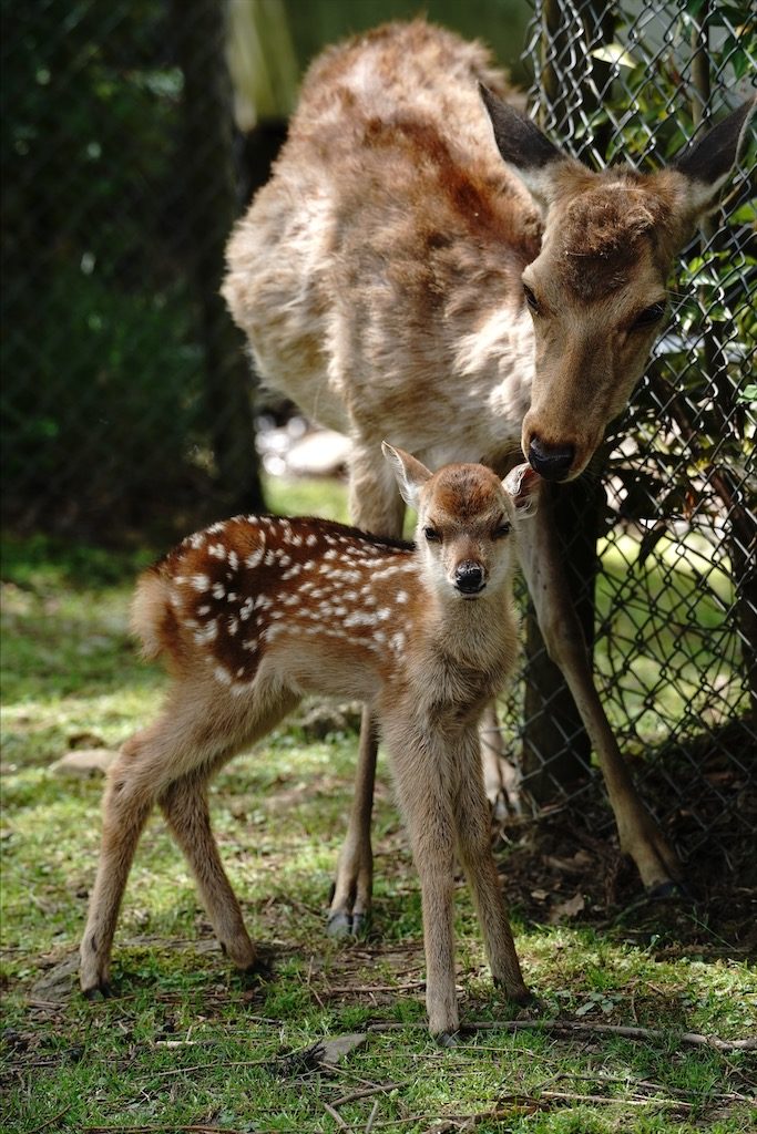 奈良公園の鹿の赤ちゃん Narapic 奈良の写真いろいろブログ