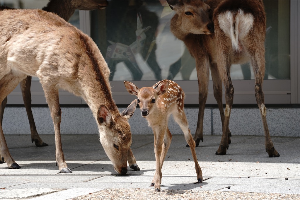 narapark