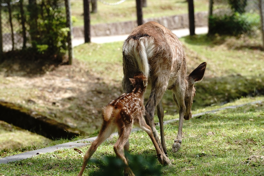 narapark