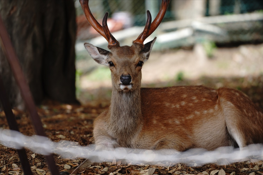 deer