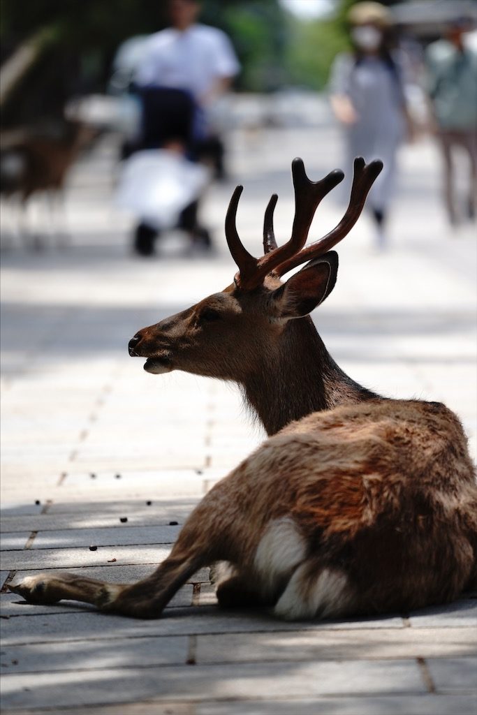 narapark