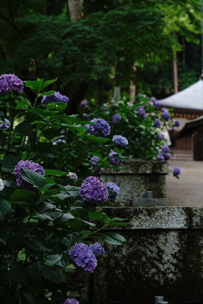 hasedera