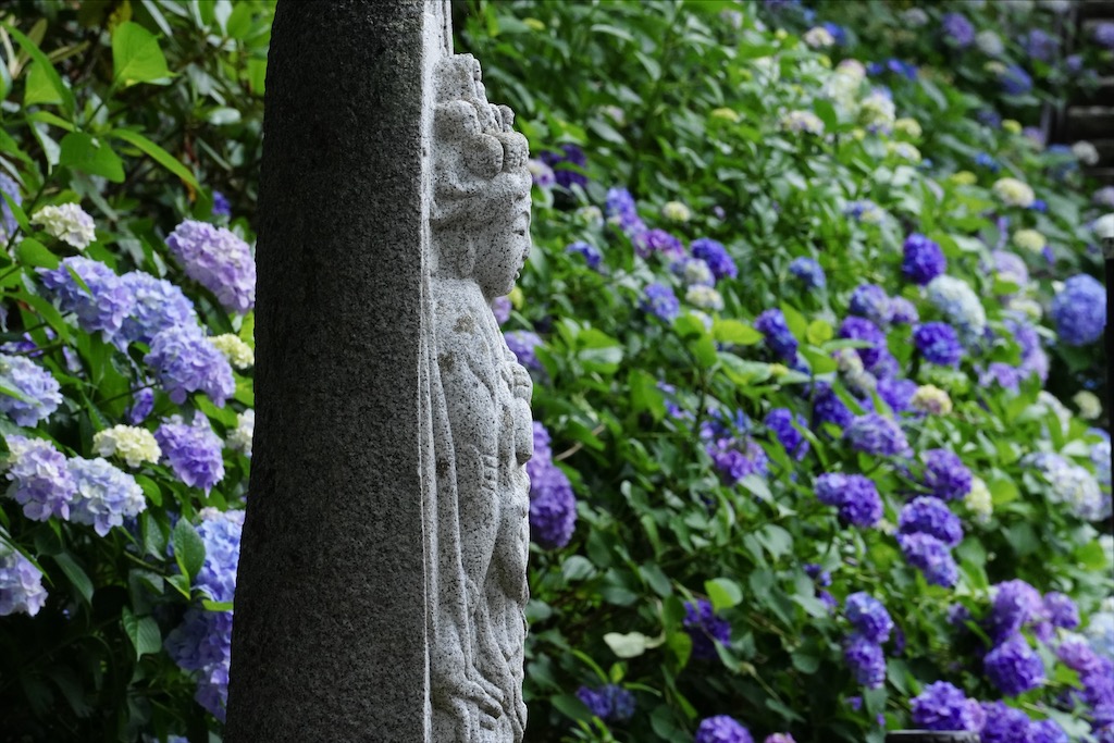 hasedera