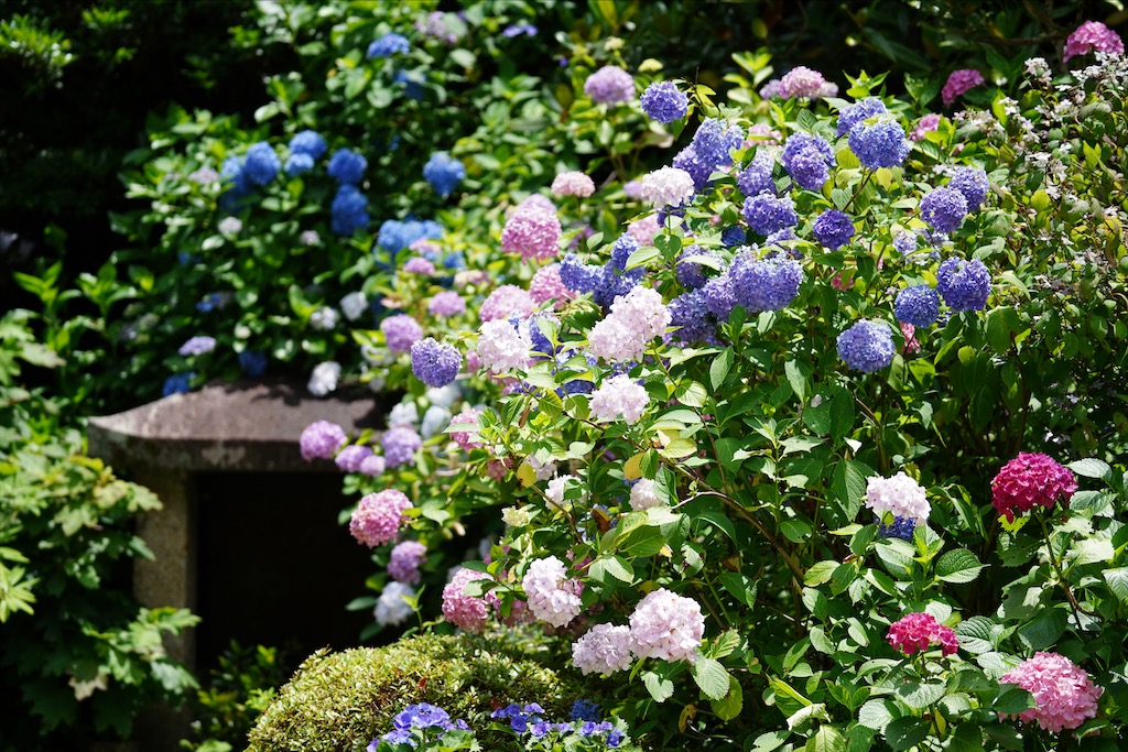 岩船寺の紫陽花 Narapic 奈良の写真いろいろブログ