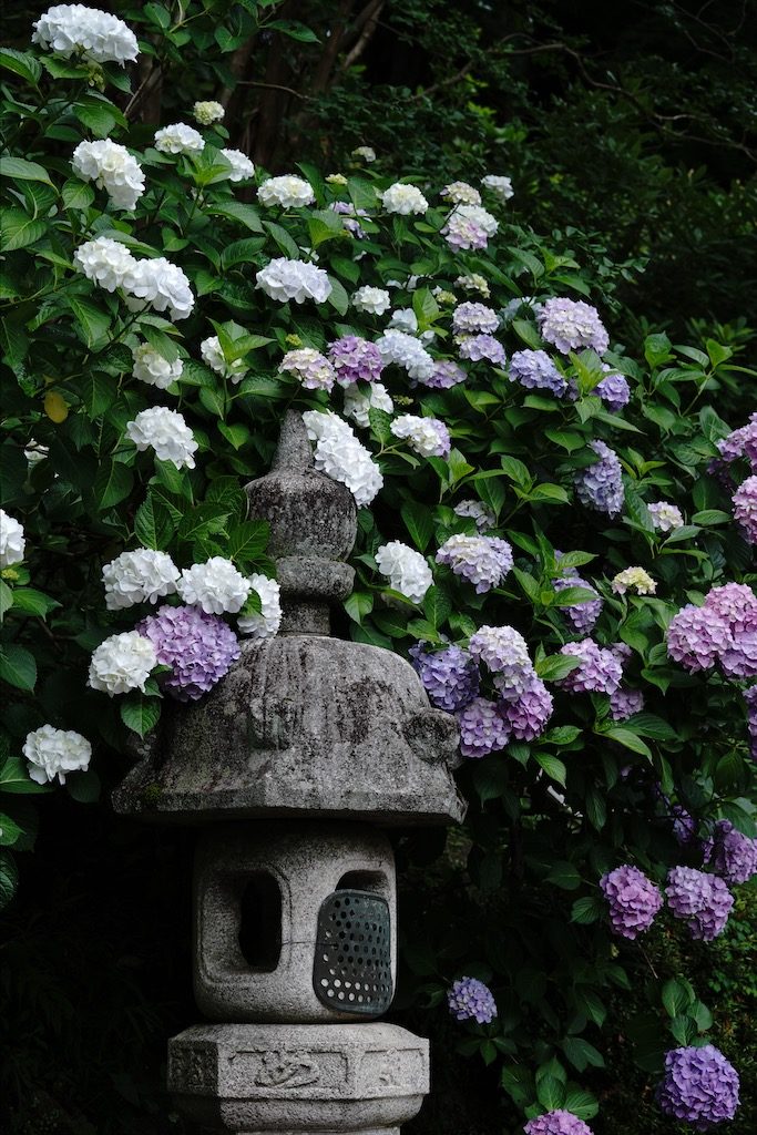 hasedera