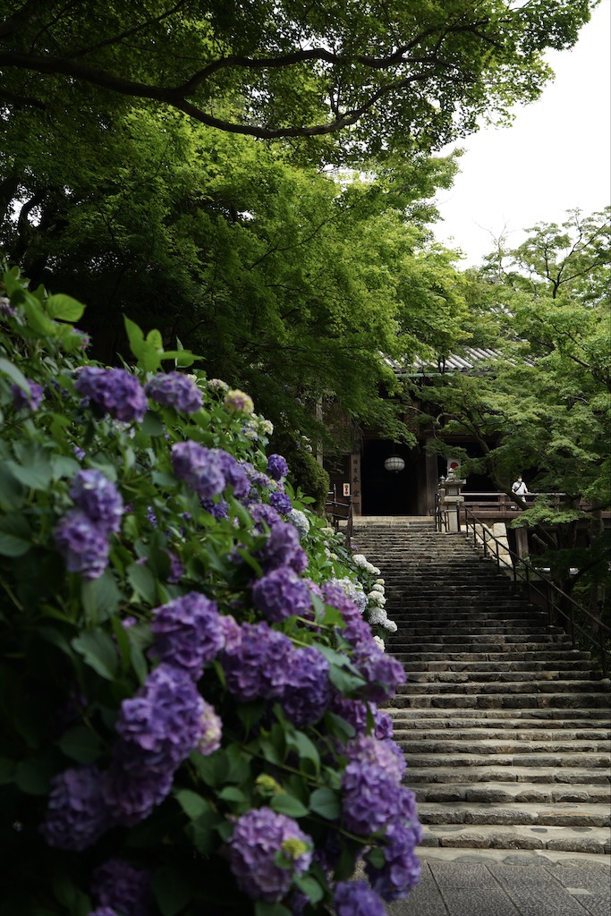 hasedera