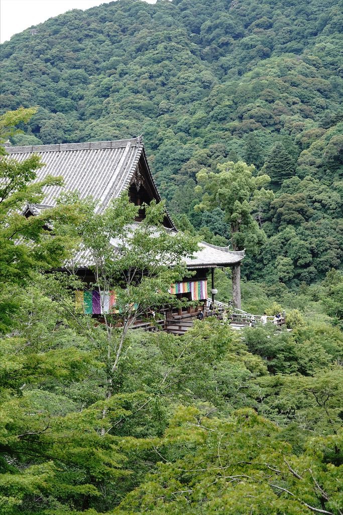 hasedera
