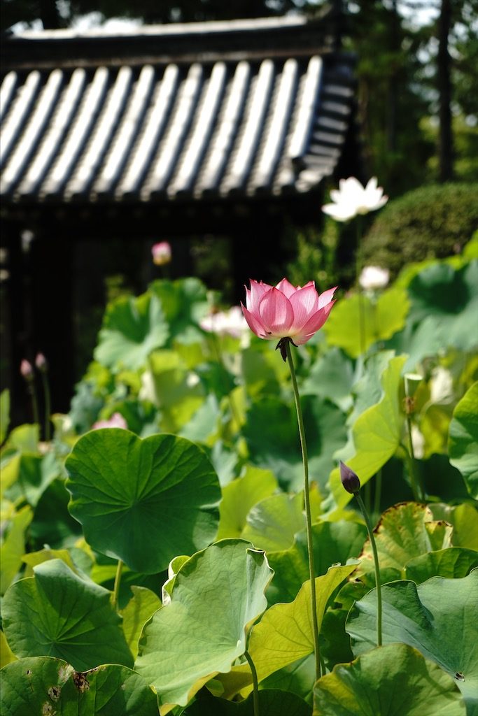 toshodaiji