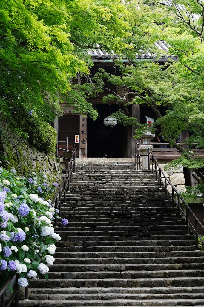 hasedera