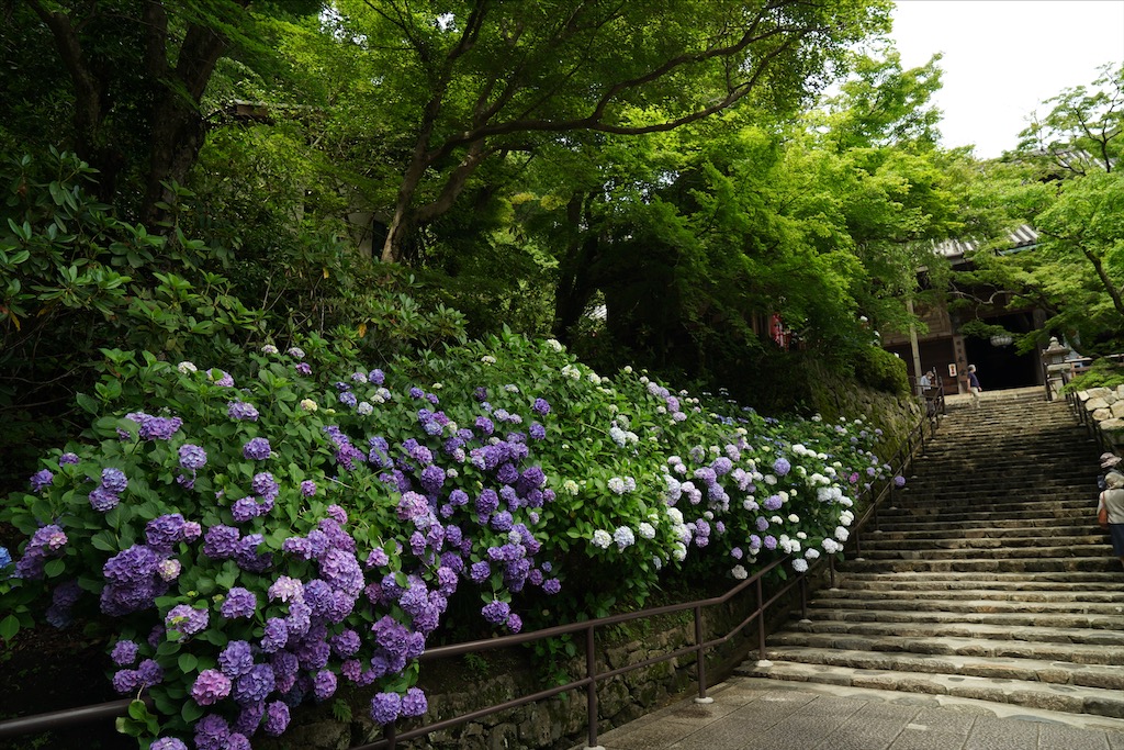 hasedera