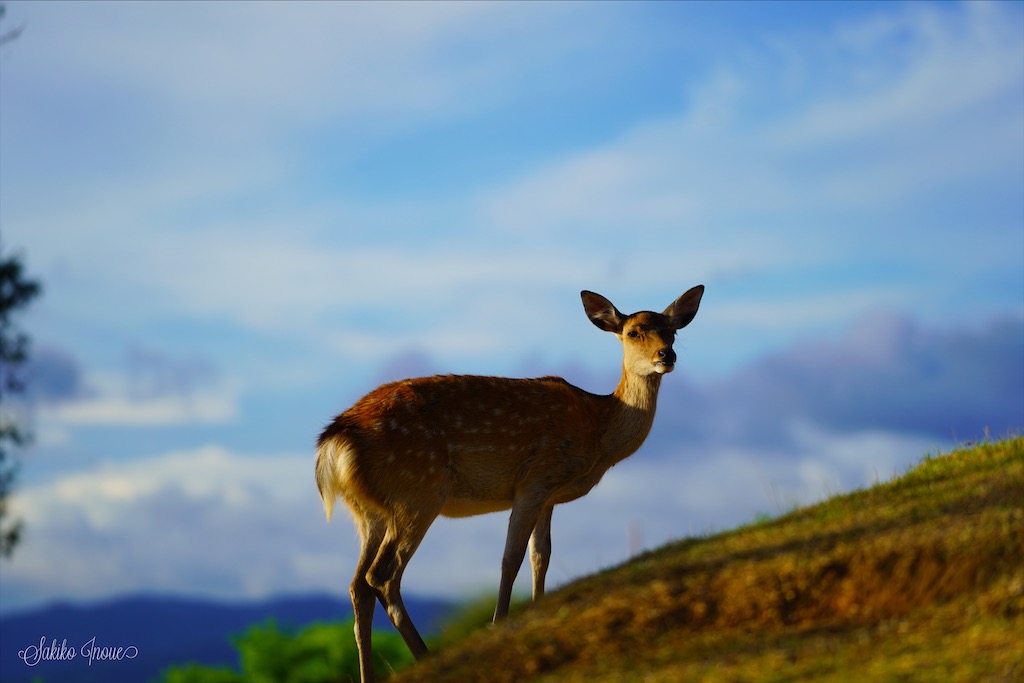 若草山
