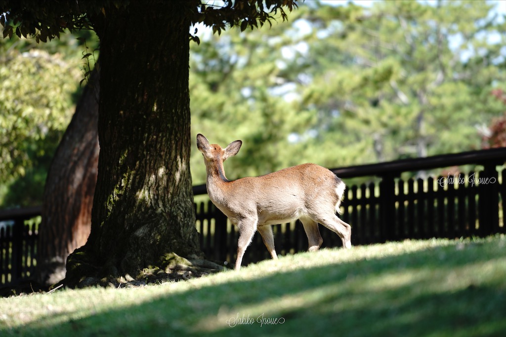 narapark