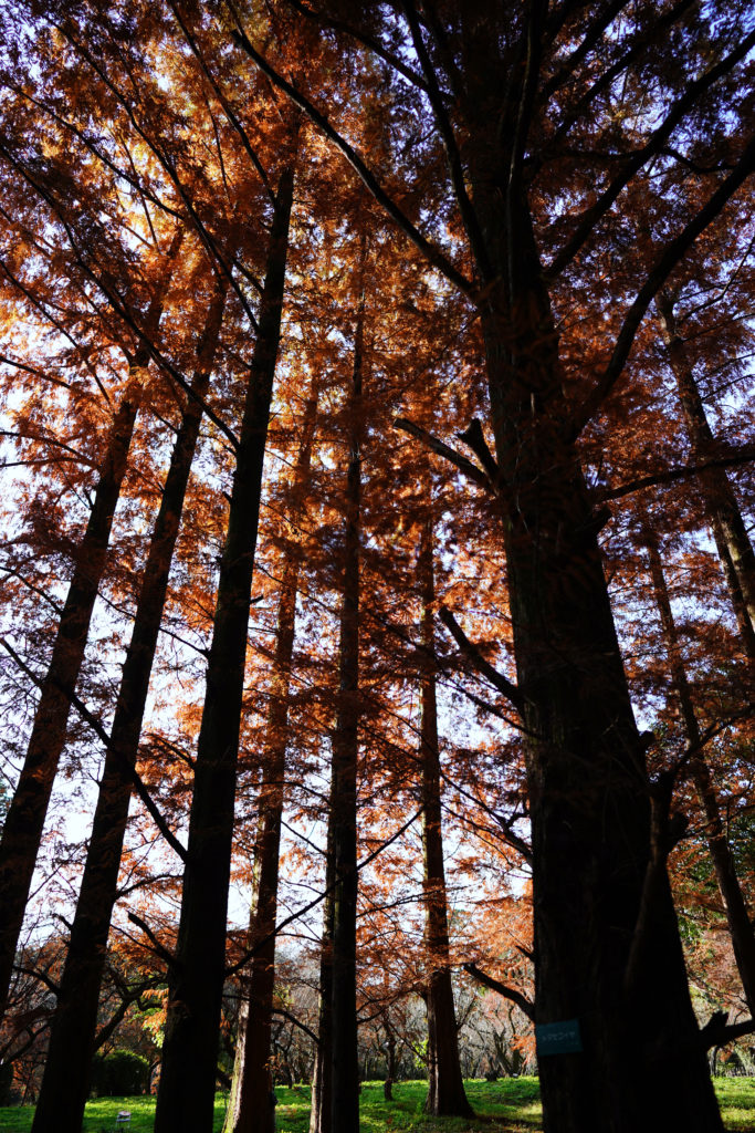 kyoto botanical park