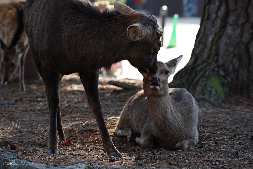 narapark
