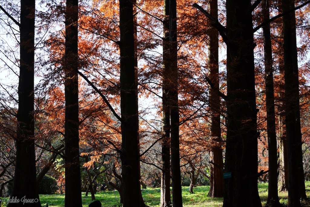 kyoto