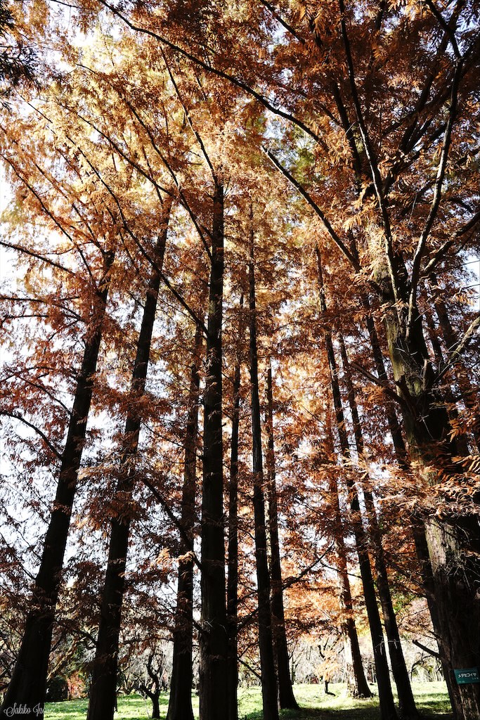 kyoto botanical park