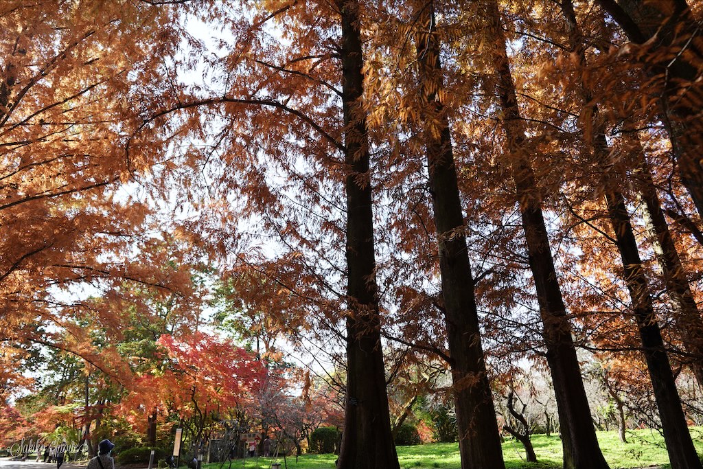 kyoto botanical park