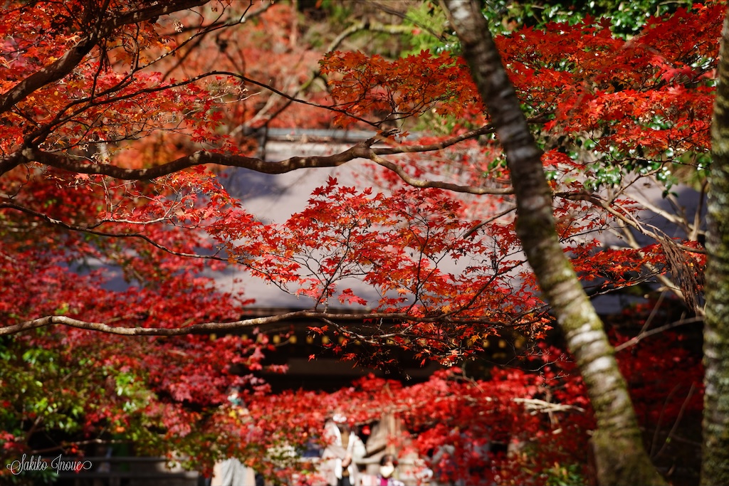 室生寺の紅葉 Narapic 奈良の写真いろいろブログ