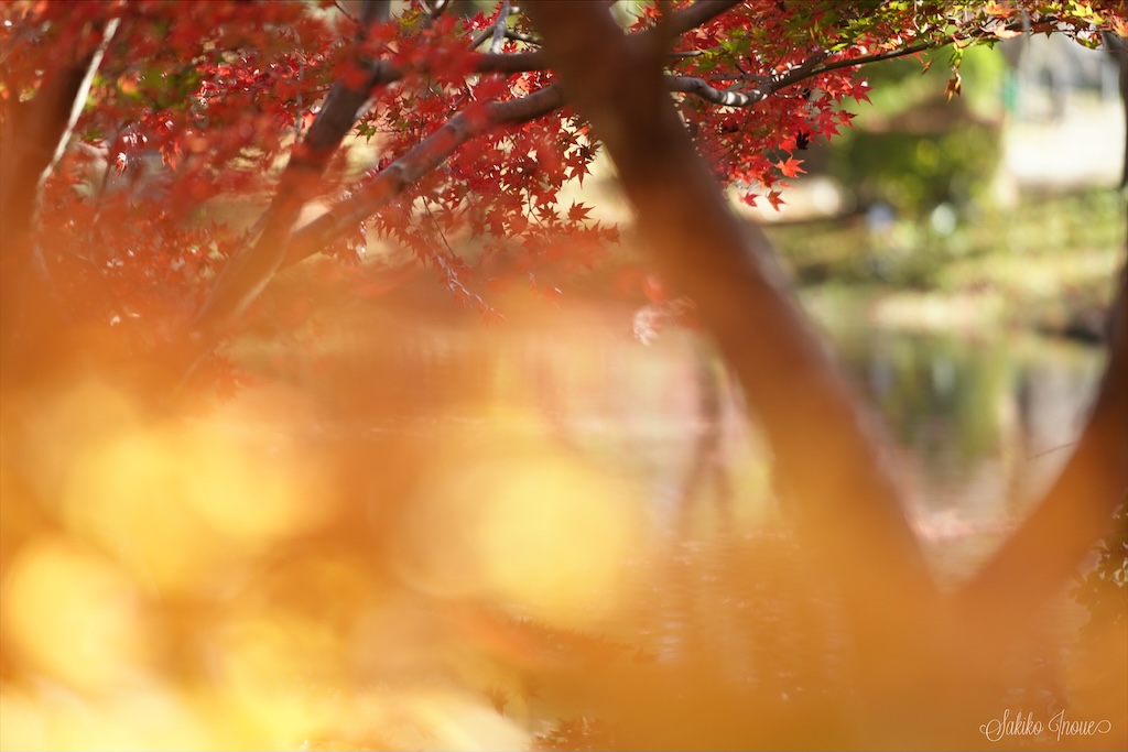 kyoto botanical park