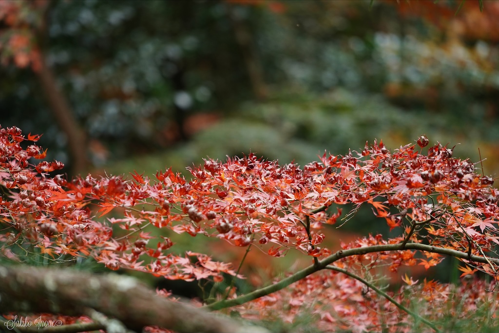 ikkyuji