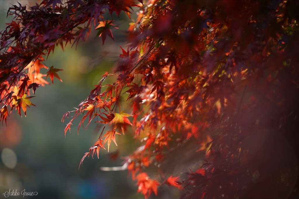 kyoto botanical park