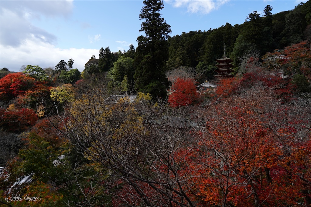 長谷寺の紅葉 Narapic 奈良の写真いろいろブログ