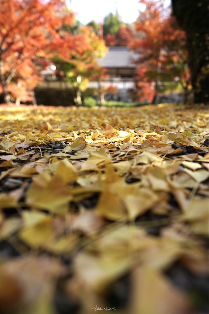 shoryakuji