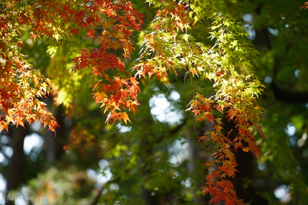 kyoto botanical park