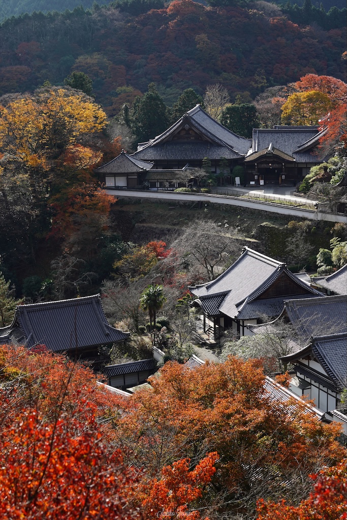 長谷寺の紅葉 Narapic 奈良の写真いろいろブログ