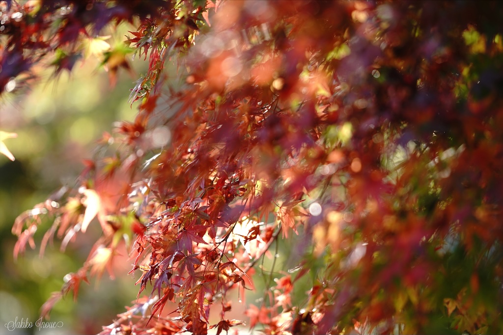 kyoto botanical park