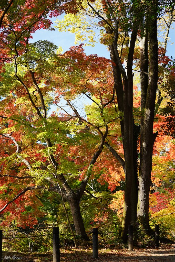 kyoto botanical park