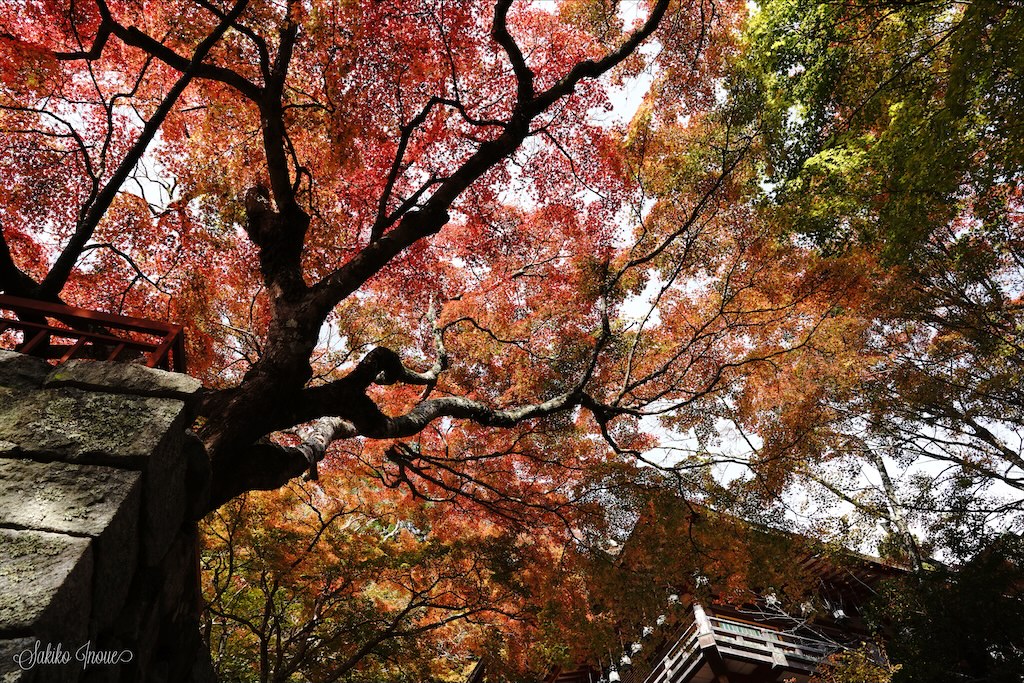 tanzanjinjya