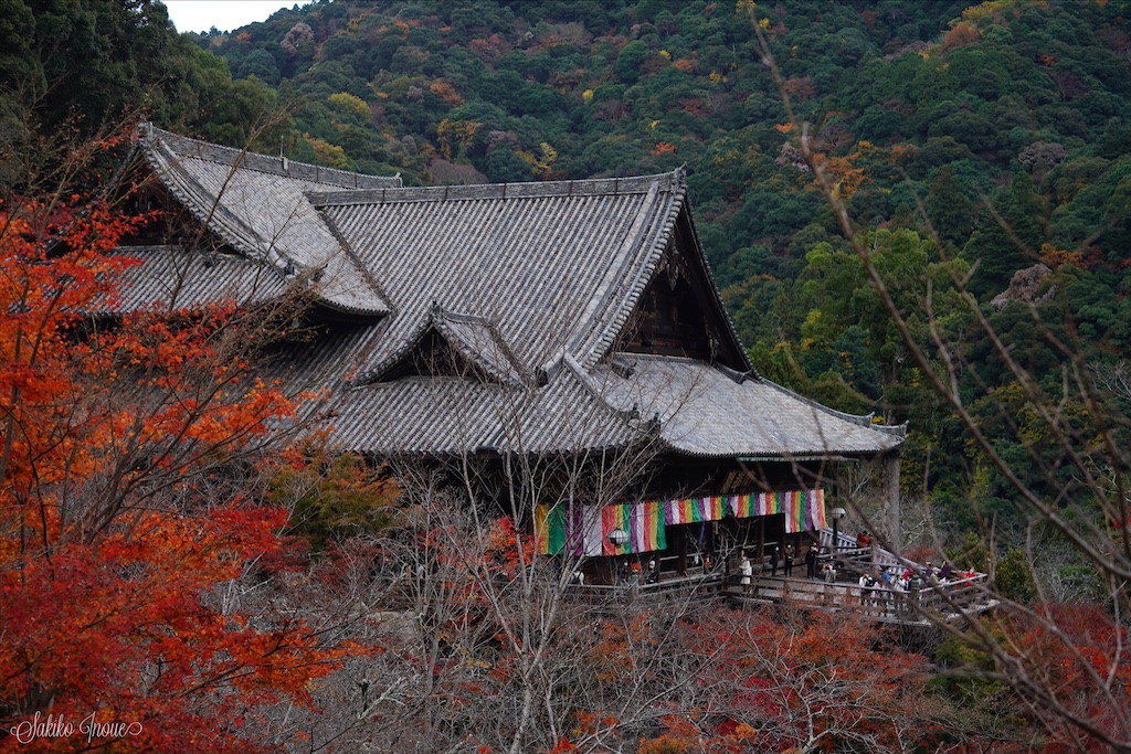 hasedera