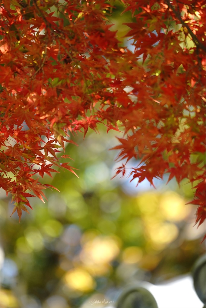 信貴山朝護孫子寺