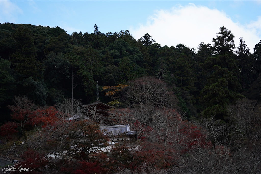 hasedera