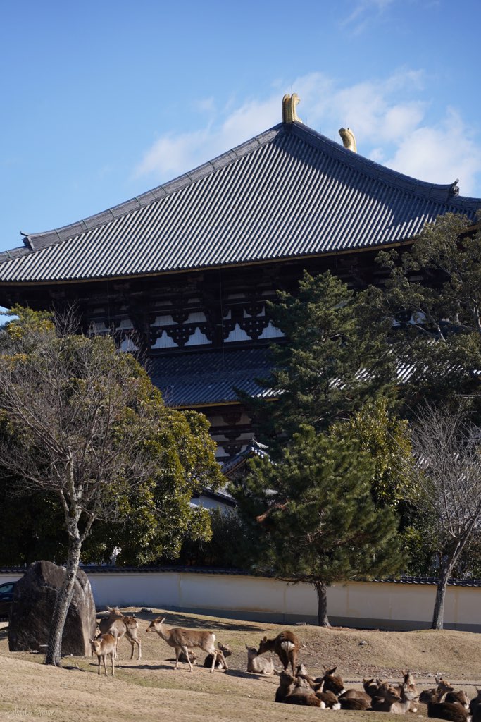 todaiji