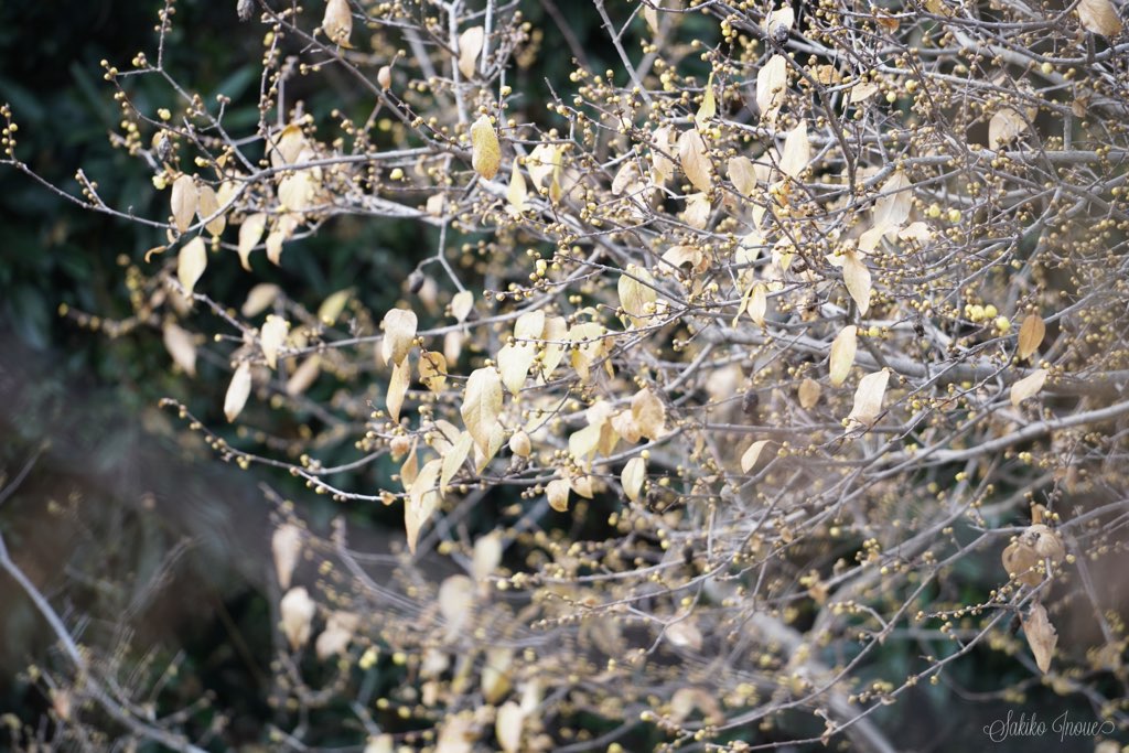 sekkoji