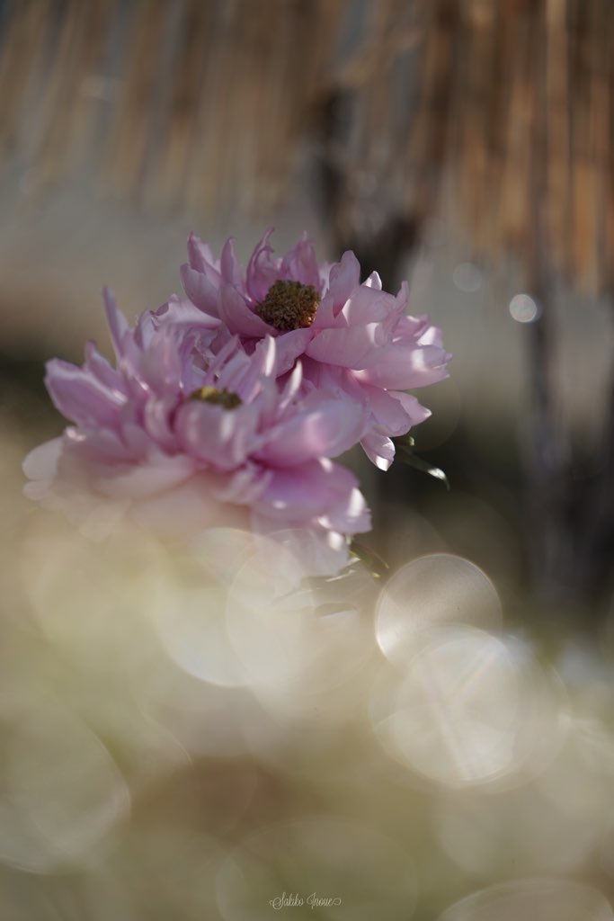 當麻寺の冬牡丹と蝋梅 Narapic 奈良の写真いろいろブログ