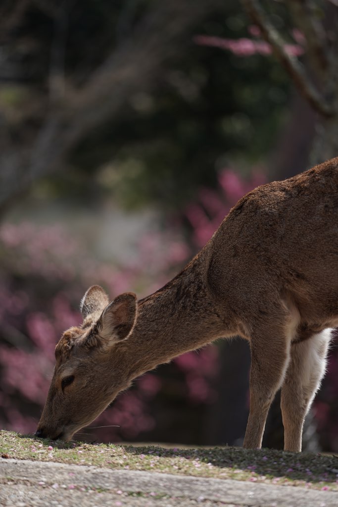 narapark