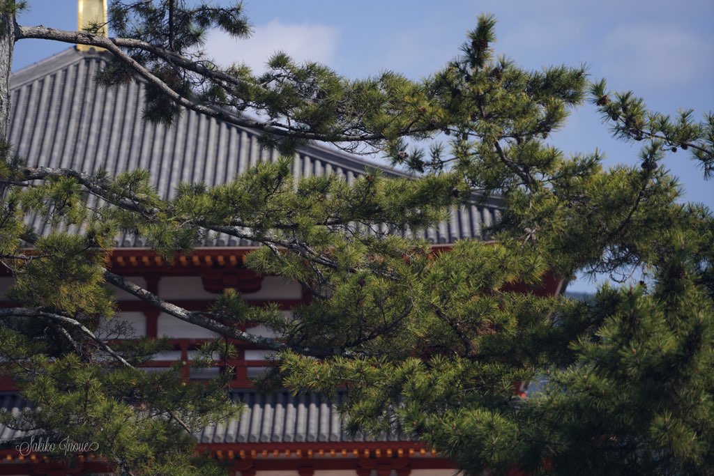 todaiji/omizutori