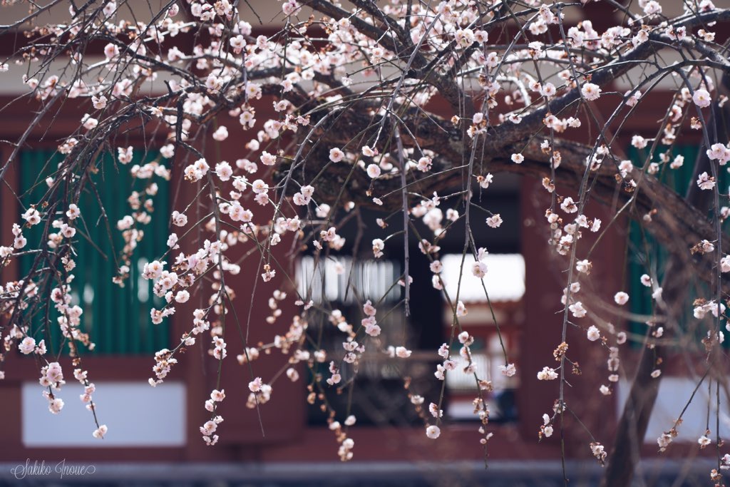 yakusiji