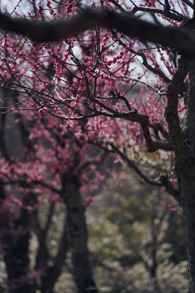 narapark