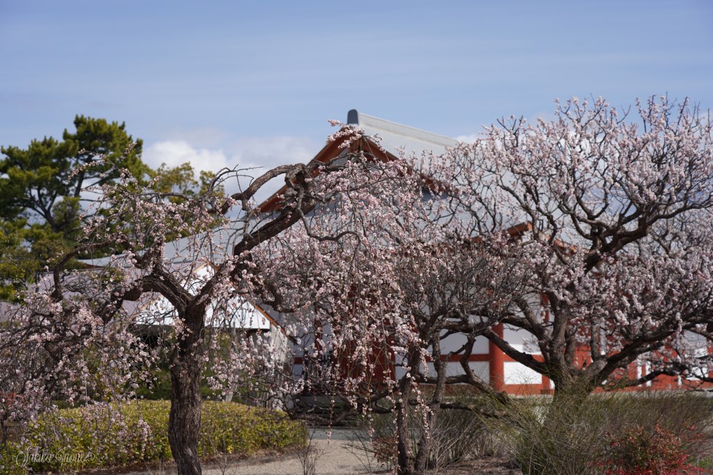 yakusiji