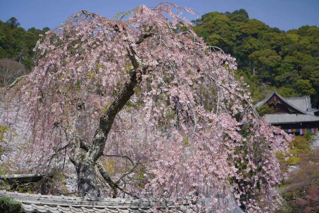 hasedera