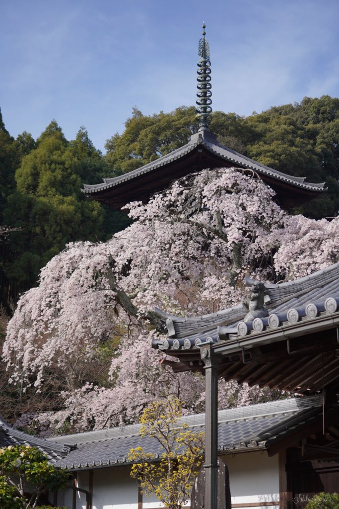 taimadera