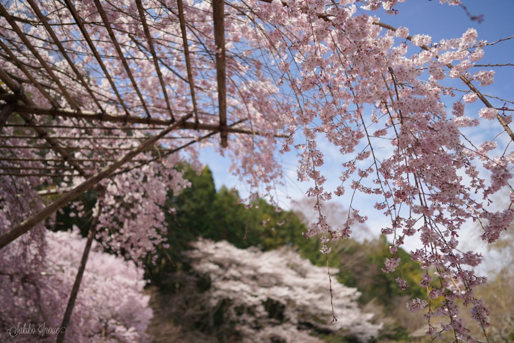 taimadera
